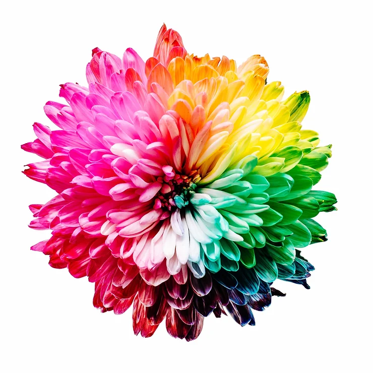 A digital flower, with multiple petals in all the rainbow colours.