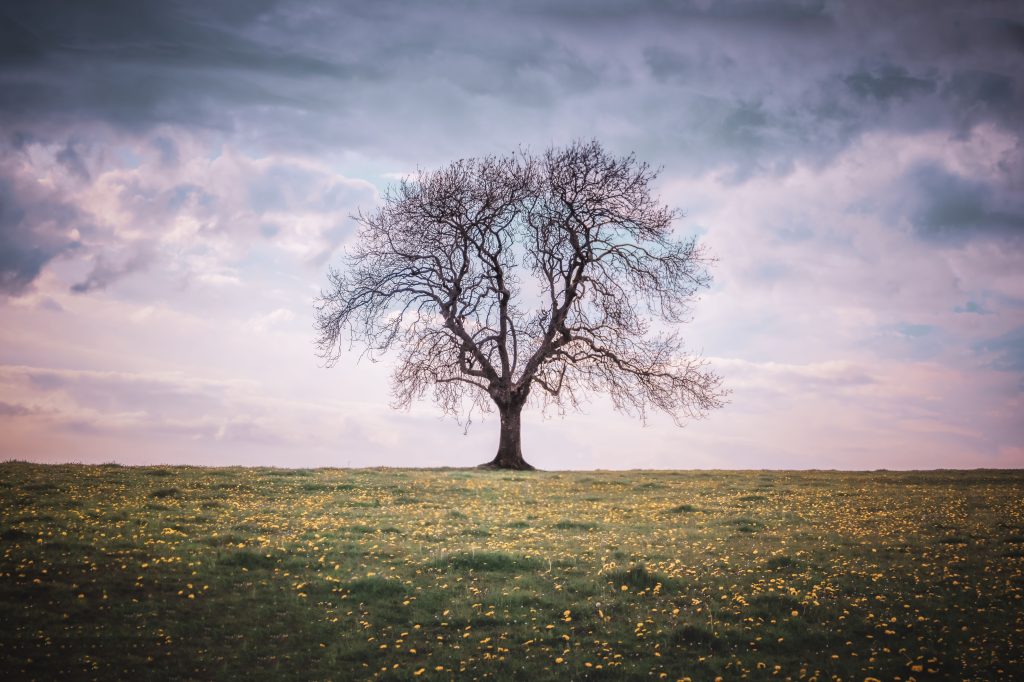 A single bare tree standing in a field with yellow flowers in.