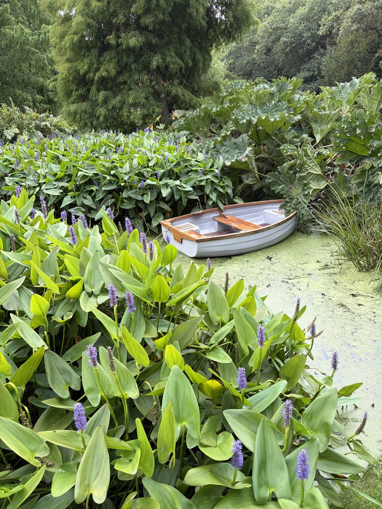 A wooden row boat sits on water surrounded by lush green plants.